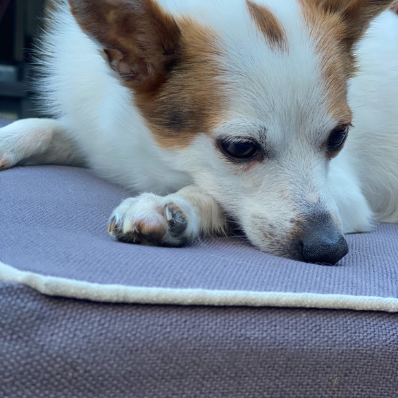 Meet your Posher, Trudy - Picture 1 of 1